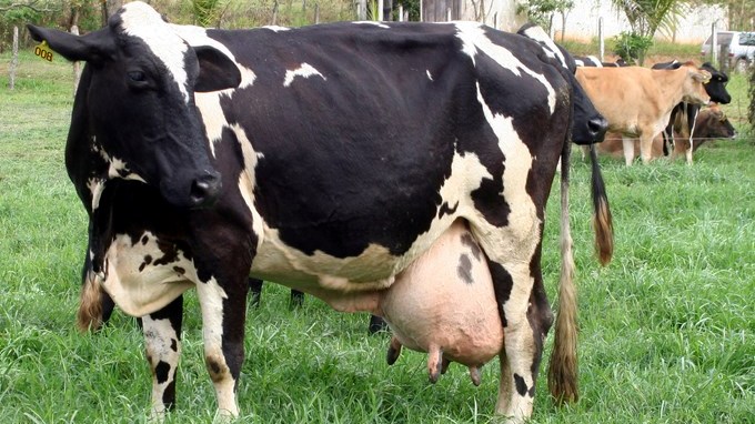 Antioquia presenta avances de la Política Lechera. 1 vaca lechera Copiar1