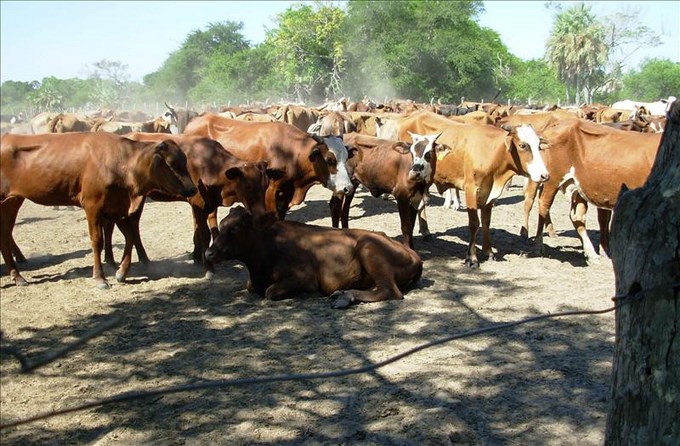banda de contrabando en venezuela