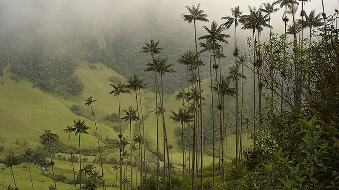 800px-Ceroxylon_quindiuense_cocora (Copiar)