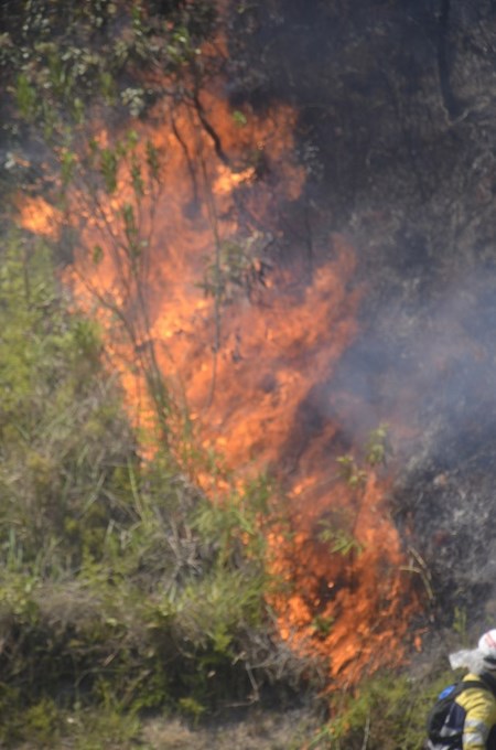 Foto: Guillermo Naranjo