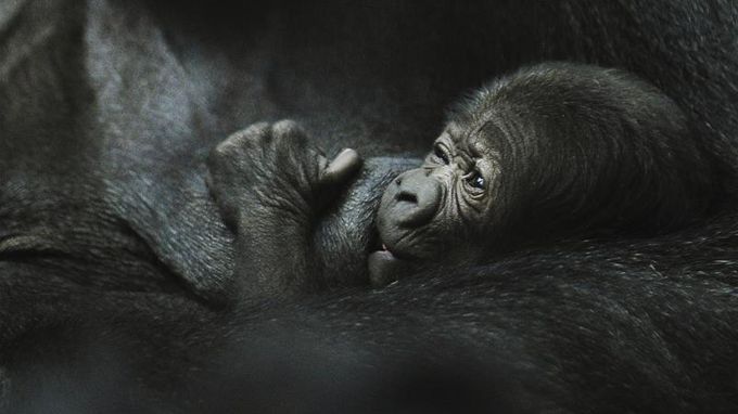 En el zoológico del Bronx han nacido un total de 50 gorilas desde 1972 gracias a un programa destinado a aumentar la diversidad genética. EFE