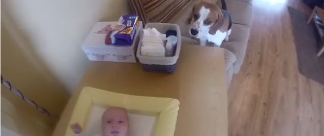 perro ayuda a cambiar pañales
