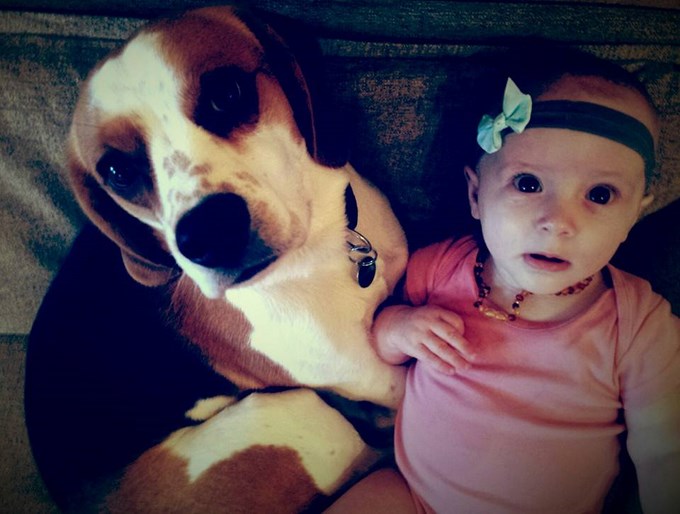 Perro “roba” juguete a bebé y pide disculpas. Lo más visto en Redes Sociales