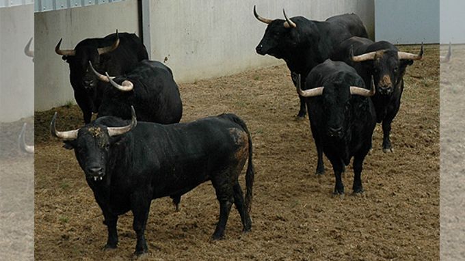 Al menos dos heridos por asta de toro en el cuarto encierro de Sanfermín