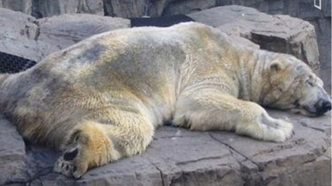 EN VIDEO. Peligra la vida de un oso polar que vive en zoológico de Argentina: Lo mata la tristeza