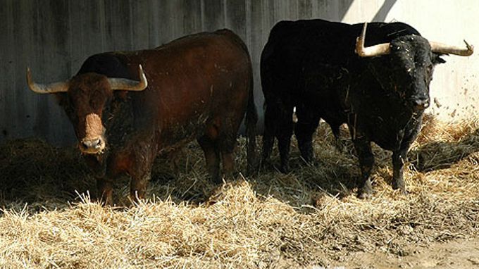 Sin heridos por asta de toro se da un tranquilo quinto encierro en Sanfermín