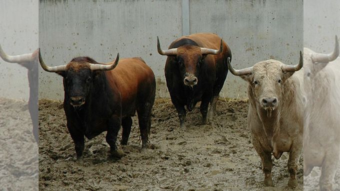 Los toros del “Montón del 2013” regresaron a Pamplona para protagonizar un encierro limpio