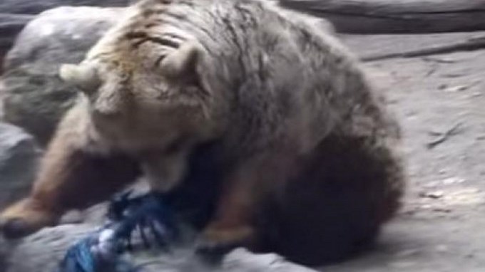 Cuervo que iba a morir ahogado es salvado por un oso. Video.