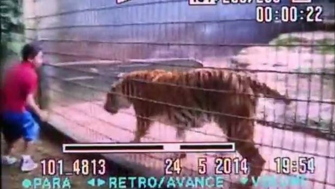 Tigre de zoológico arranca la mano a un niño de 11 años en video.
