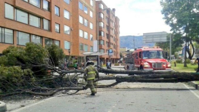 Arbol cayó sobre vía pública en la calle 116 con carrera 20 de Bogotá
