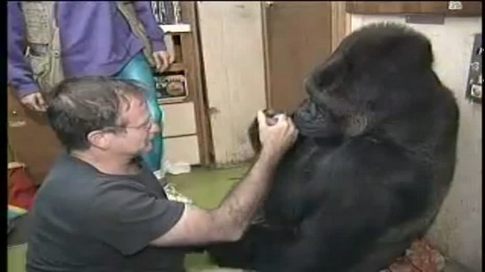 No te pierdas uno de los mejores videos de Robin Williams hablando con una gorila, enternecedor.