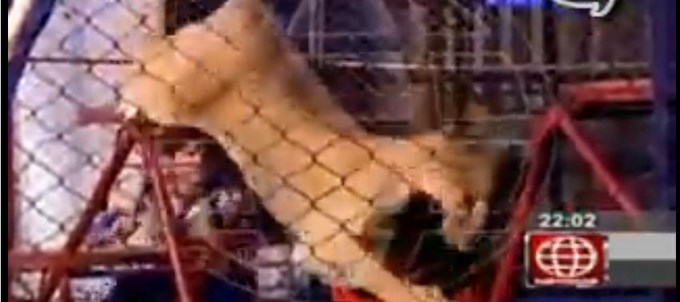 León ataca a mujer durante una función de circo. Video