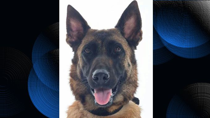 Murió uno de las mejores caninas de búsqueda y rescate en Antioquia: ‘MAIA’ se fue al cielo. Video