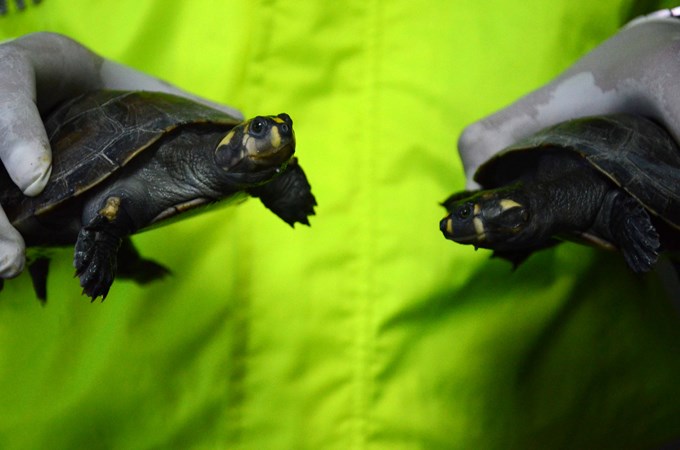 Foto: Policía Metropolitana