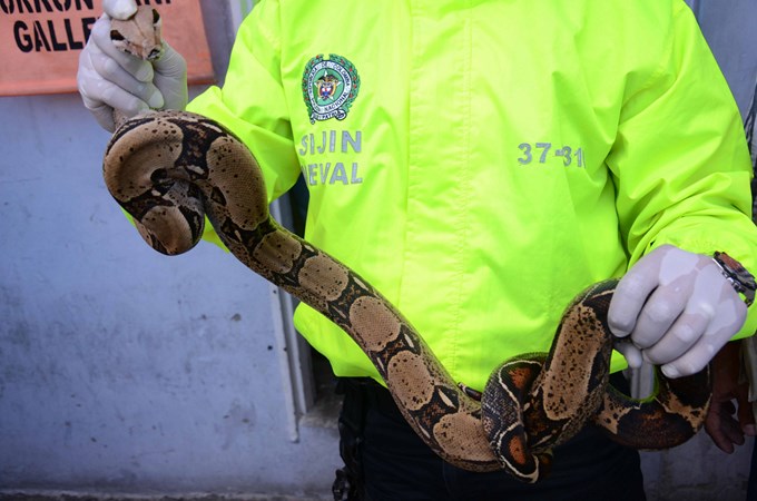 Foto: Policía Metropolitana
