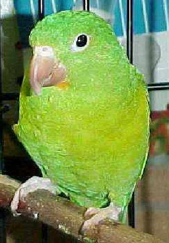 Perico Real. Foto: Policía Metropolitana