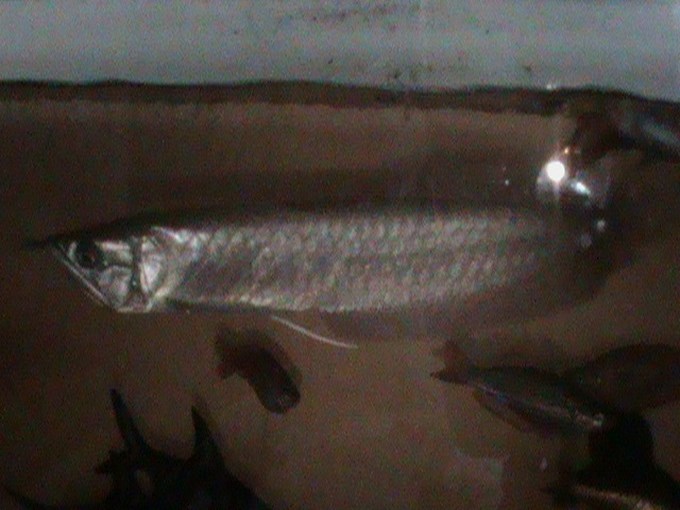 Pez Arawana. Foto: Policía Metropolitana