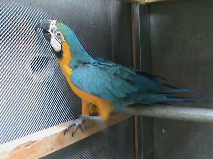 Foto: Policía Metropolitana