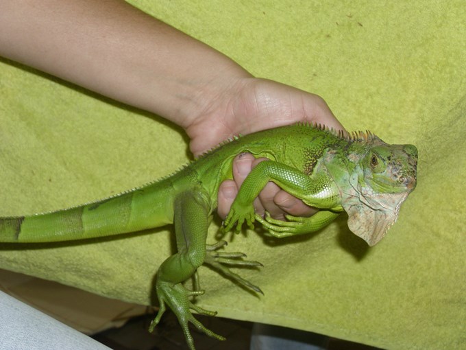 Iguana (Copiar)