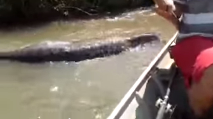 Viral en Redes Sociales: Multados por ‘jugar’ con la cola de una enorme anaconda de más de 5 metros. VIDEO