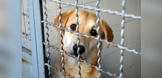 Gran jornada de adopción y vacunación de perros y gatos, en Bogotá