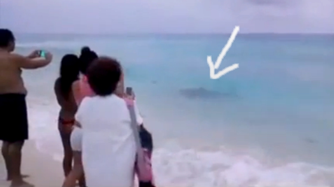 Lo más visto en las Redes Sociales: Tiburón disfruta de “las playas” de Cancún. VIDEO