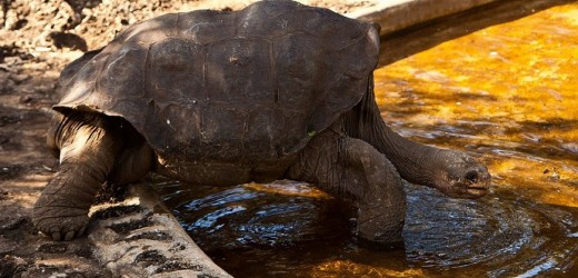 Llega a Nueva York Solitario George, la última tortuga gigante de Galápagos