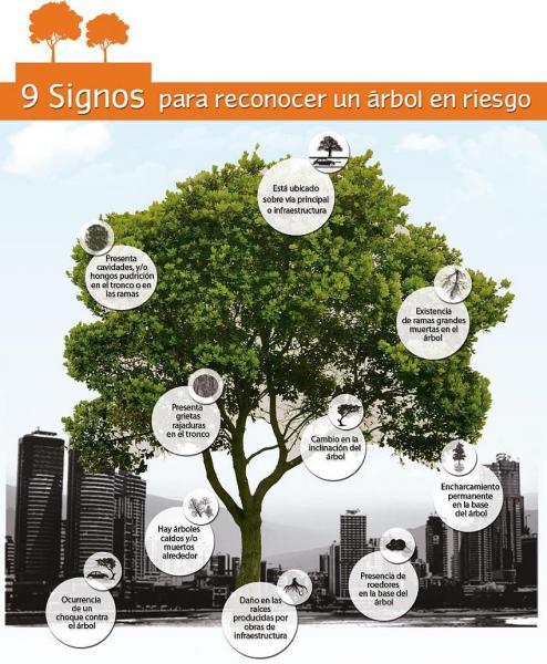 Un arbol en riesgo
