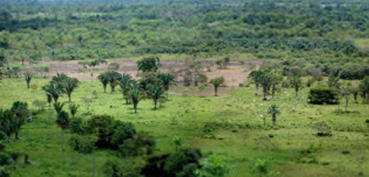 Secretaría de Ambiente libera 214 animales víctimas del tráfico de fauna