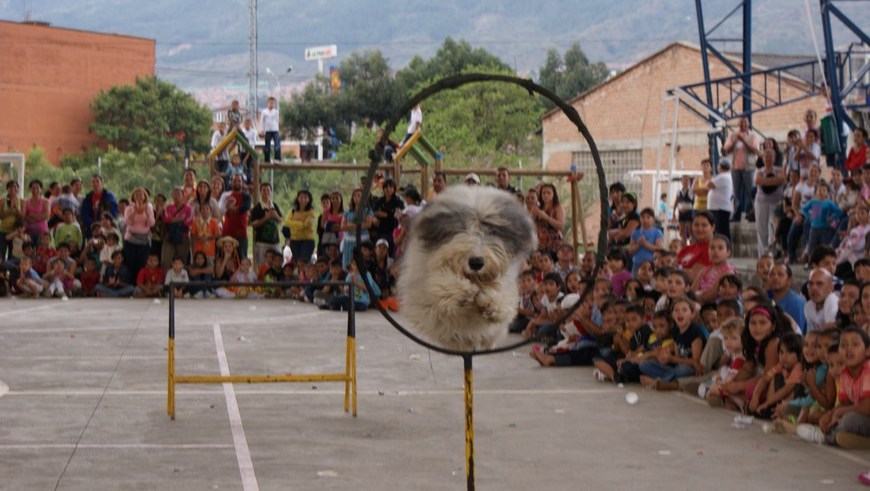 caninos (1)