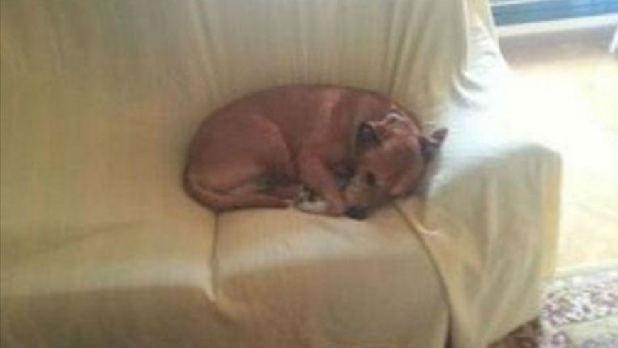 Excalibur, perro de Teresa Romero, enfermera contagiada con ébola