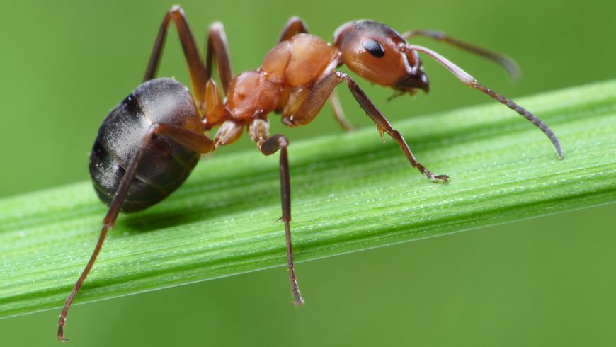 Se requieren medidas urgentes ante avance de la plaga de la hormiga loca 4 hormiga loca