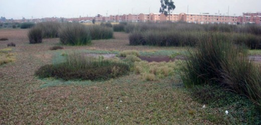 Emergencia ambiental en Humedal Tibanica del sur de Bogotá, por falta de lluvias
