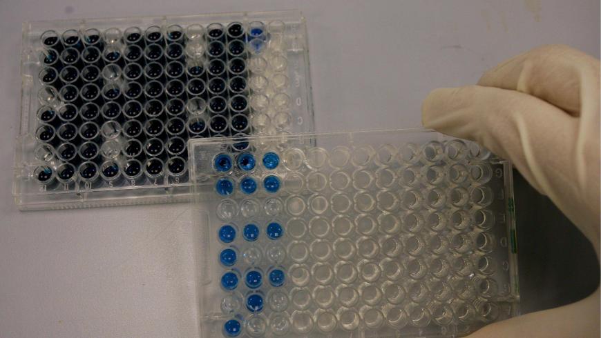 Brasil probará en humanos anticancerígeno extraído de saliva de garrapata 2 EFE/Archivo