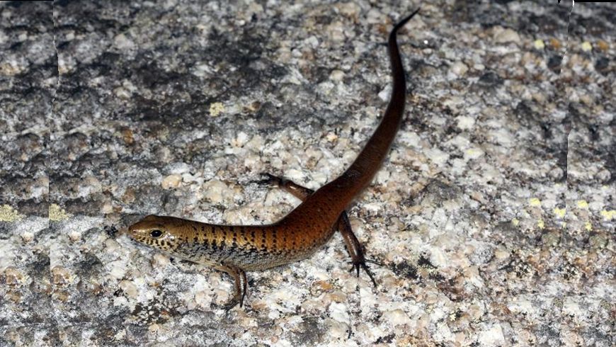 Fotografía facilitada ayer por la Universidad de James Cook de una "Glaphyromorphus othelarrni", una de las dos nuevas especies de lagartija descubierta. EFE