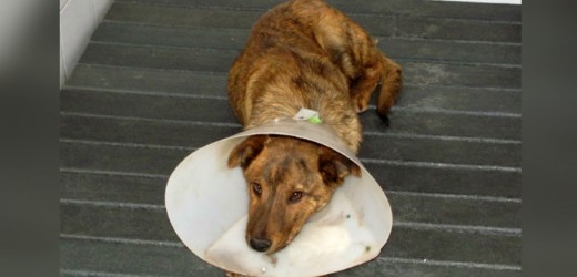 Programación para la Semana de Protección Animal, en Bogotá