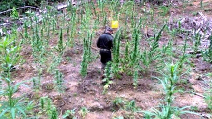 En San Luis erradicaron un cultivo de 4.700 matas de marihuana 2 Foto: Policía Antioquia