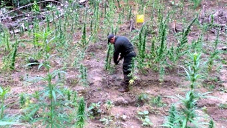 En San Luis erradicaron un cultivo de 4.700 matas de marihuana 3 Foto: Policía Antioquia