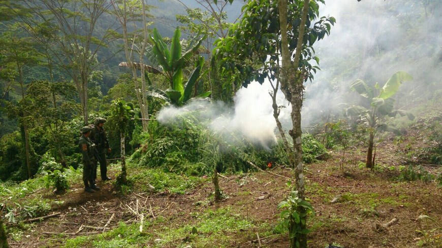 En Dabeiba decomisaron más de una tonelada de 'yerba' del 'Clan Úsuga' 4 Laboratorio destruido en Valdivia. Foto: Ejército