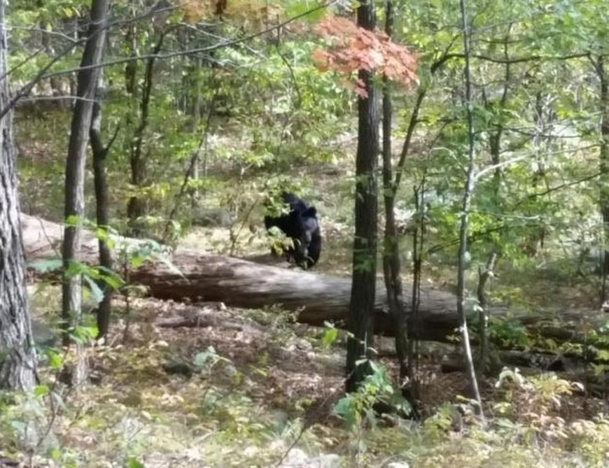 oso ataca a escalador