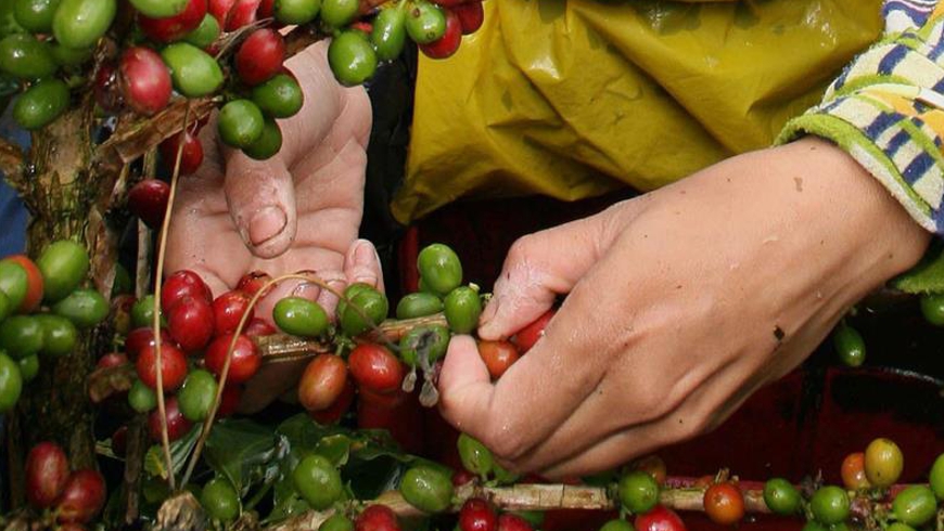  la productividad promedio alcanzó los 15,2 sacos de café verde por hectárea, la tercera más alta de los últimos 14 años. EFE