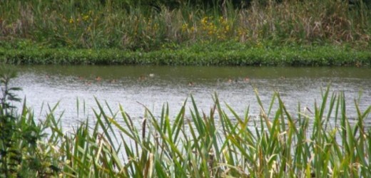 Este viernes, jornada de limpieza en el humedal Juan Amarillo de Suba