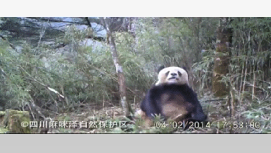 EN VIDEO: Oso panda es grabado masturbándose ¡Increíble pero cierto! 6 oso panda