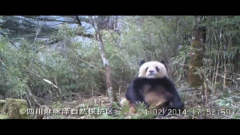 EN VIDEO: Oso panda es grabado masturbándose ¡Increíble pero cierto! 7 pandamasturbating4