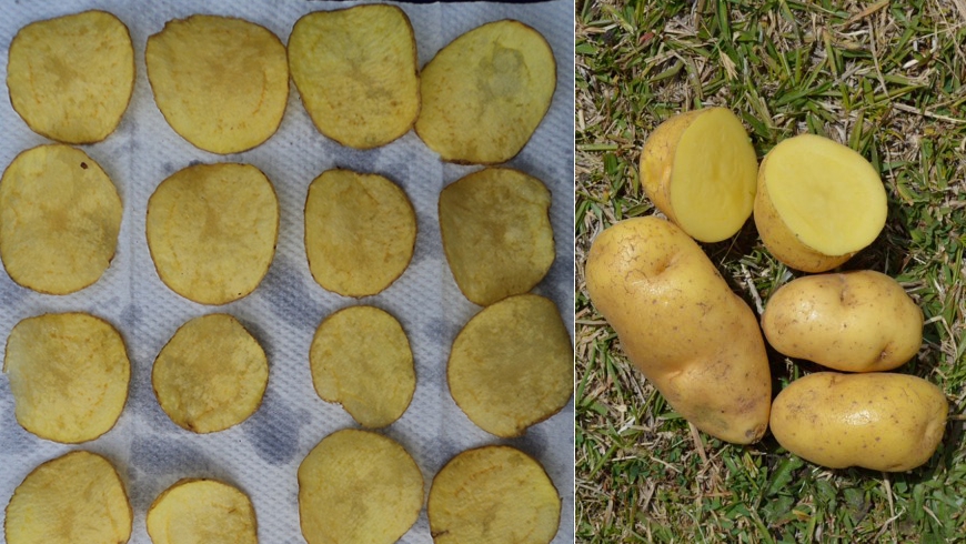 Papa Paola, nueva variedad de tubérculo