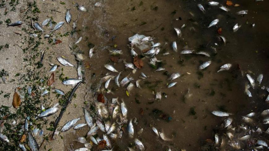 Foto tomada de Internet