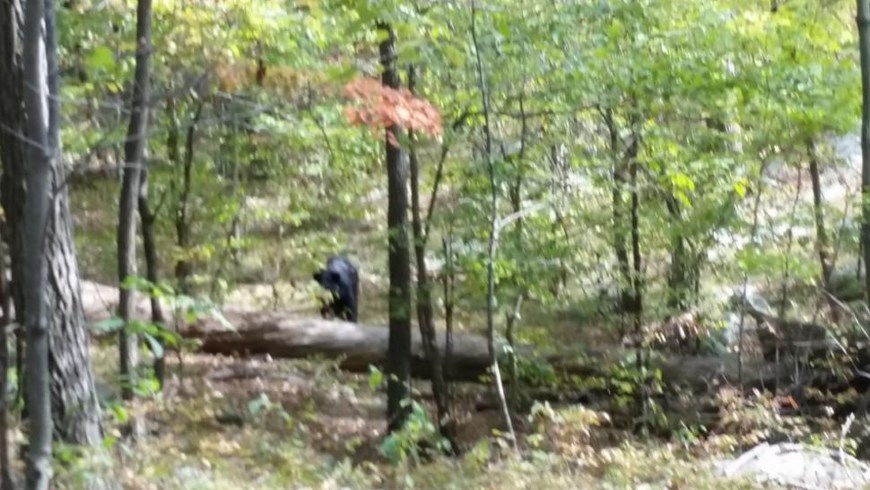 oso ataca a escalador