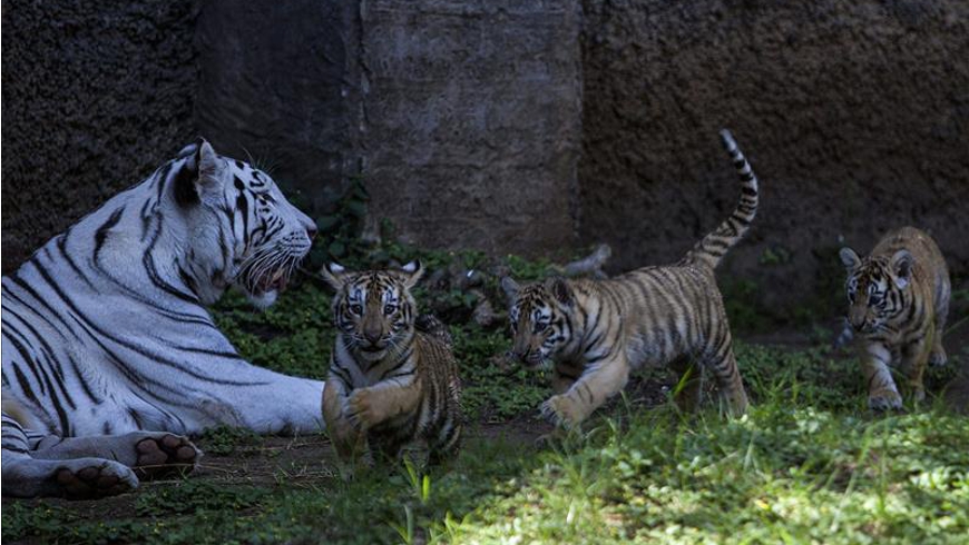 Los tres tigres de Bengala que nacieron en agosto pasado en cautiverio en el zoológico La Aurora, en la Ciudad de Guatemala, con su madre, Romina. EFE