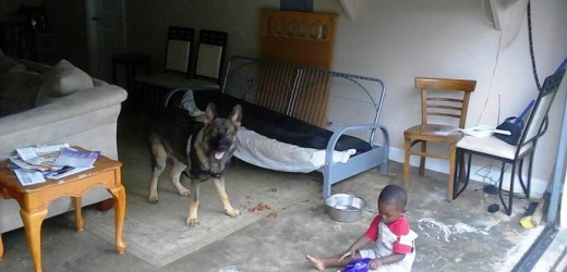 Video: Este perro dio la vida por la de sus dueños