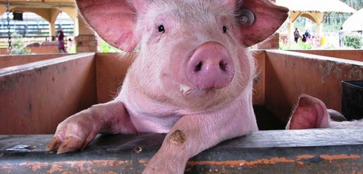 Las marranadas y cierres de vía pública están prohibidas en Medellín